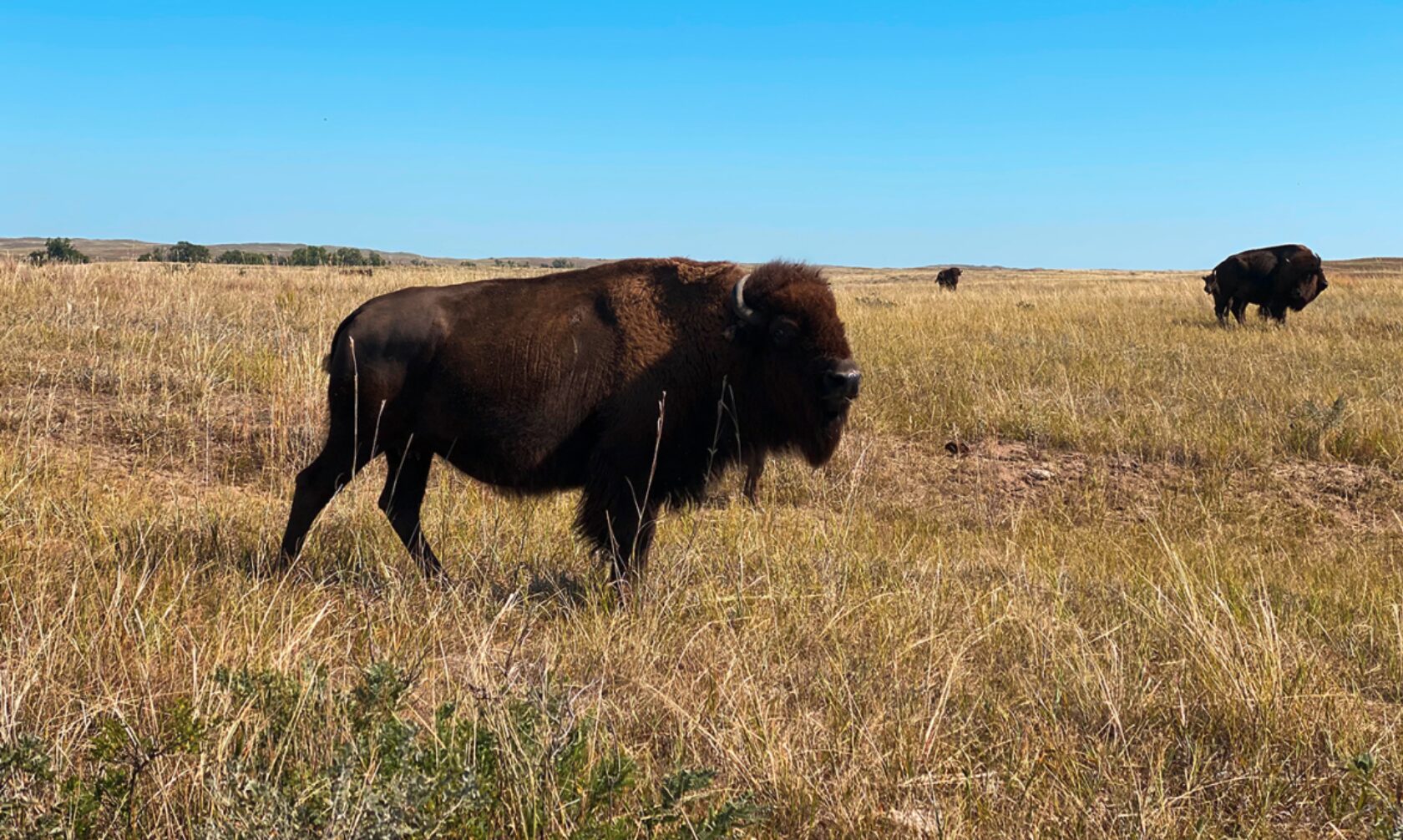 A bison walks in a prairie under a blue sky. 